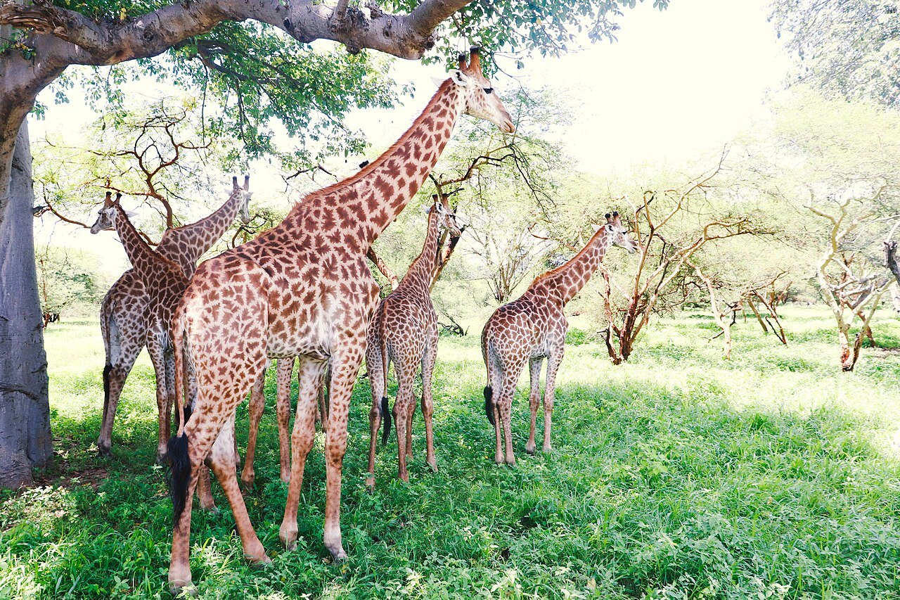 Des girafes dans la réserve de Bandia