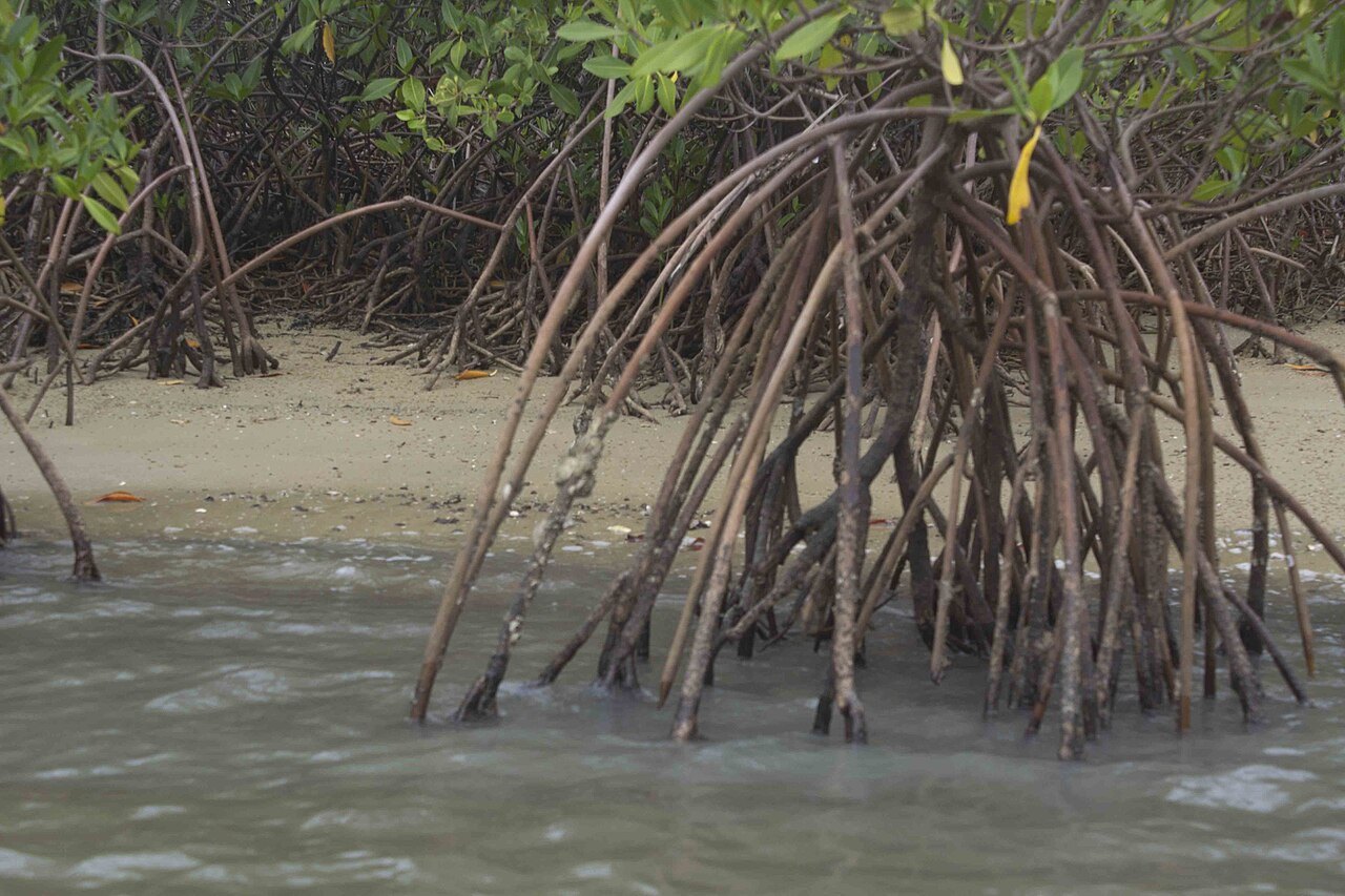 Sine-Saloum